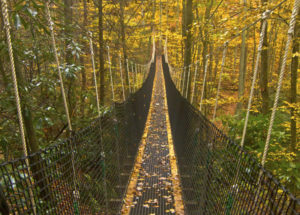 Suspension rope bridge extended through a forest.