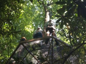 Platform in a tree as seen from below.