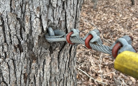 tree-based facility maintenance overgrown guy wire