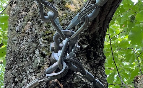 proactive tree-based facility maintenance